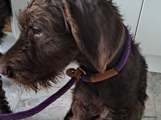 Mixed Breed dogs in Cumnock - Advert 3