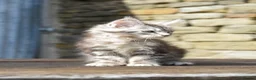 Maine Coon cats for sale: XL Maine coon kittens  - Advert 5