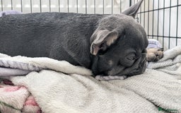 French Bulldog dogs for sale: KC REG FRENCH BULLDOG PUPPY - Image 8