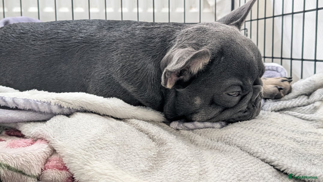 French Bulldog dogs for sale: KC REG FRENCH BULLDOG PUPPY - Image 8
