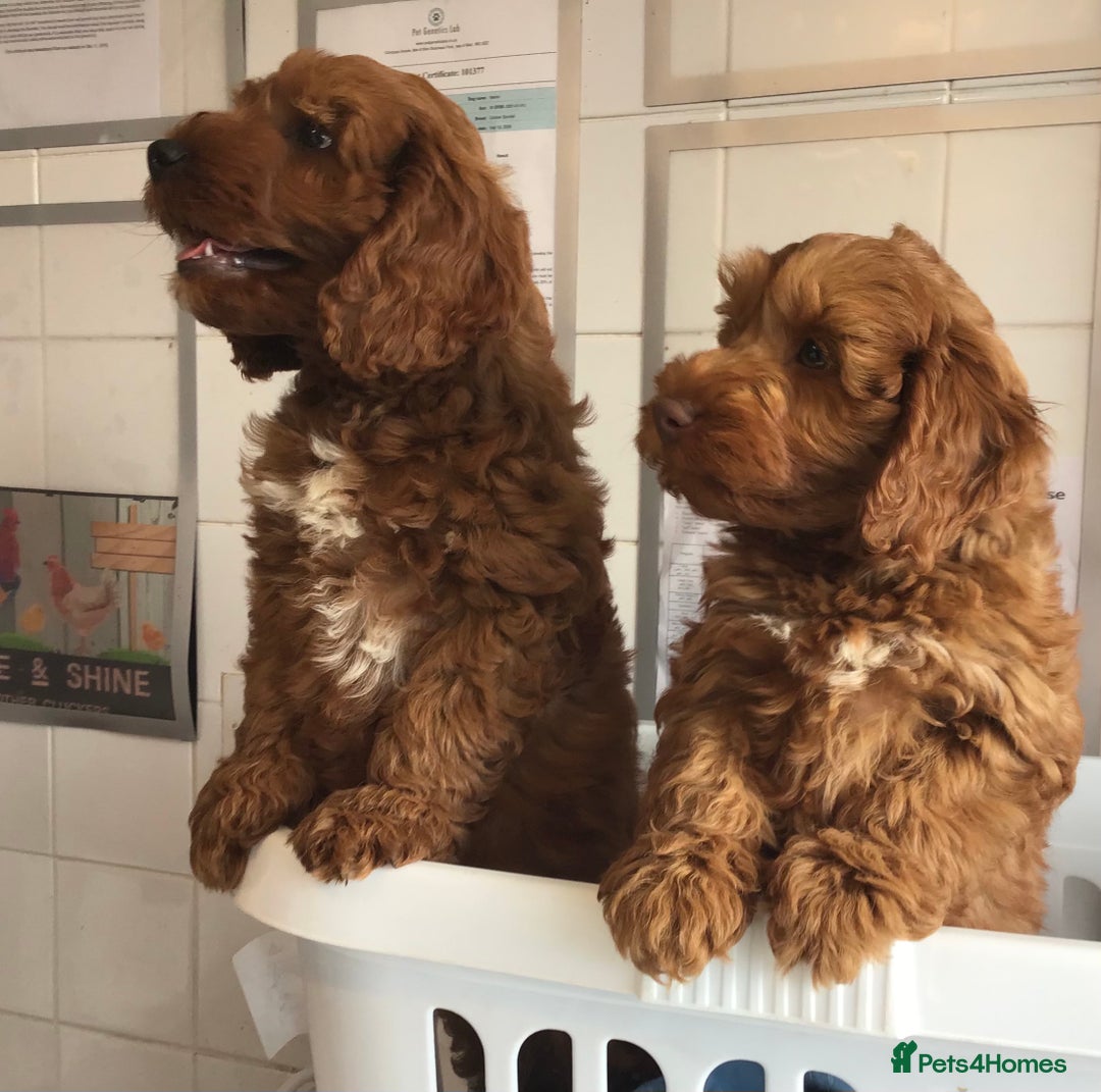 Labradoodle dogs for sale: 5* F1B Mini Labradoodles - health tested  - Image 29