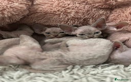 Devon Rex cats for sale: TICA Registered- Lilac Devon Rex Kittens - Image 31