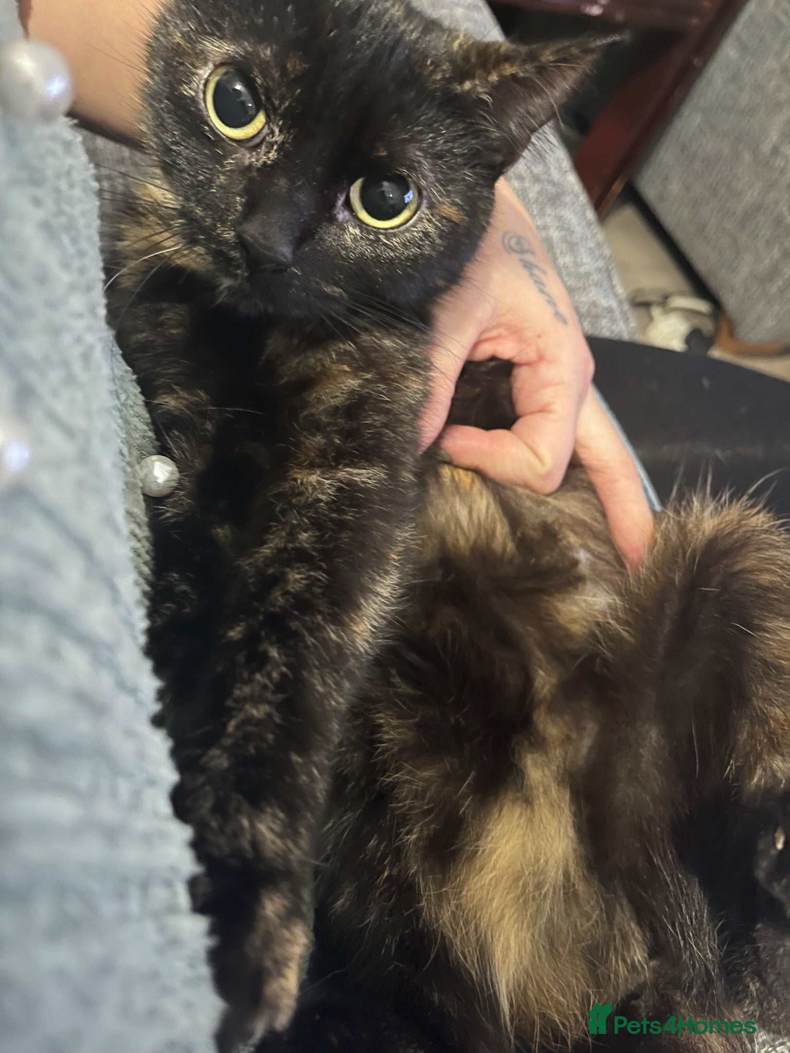 Mixed Breed cats 2X 3 year old family friendly female cats  - Advert 1