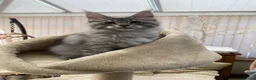 Maine Coon cats for sale: Monarch Maine coons kittens - Advert 9