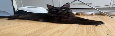 Maine Coon Kitten 3