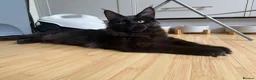 Maine Coon cats for sale: XXL kittens Tica ❤️ - Advert 10