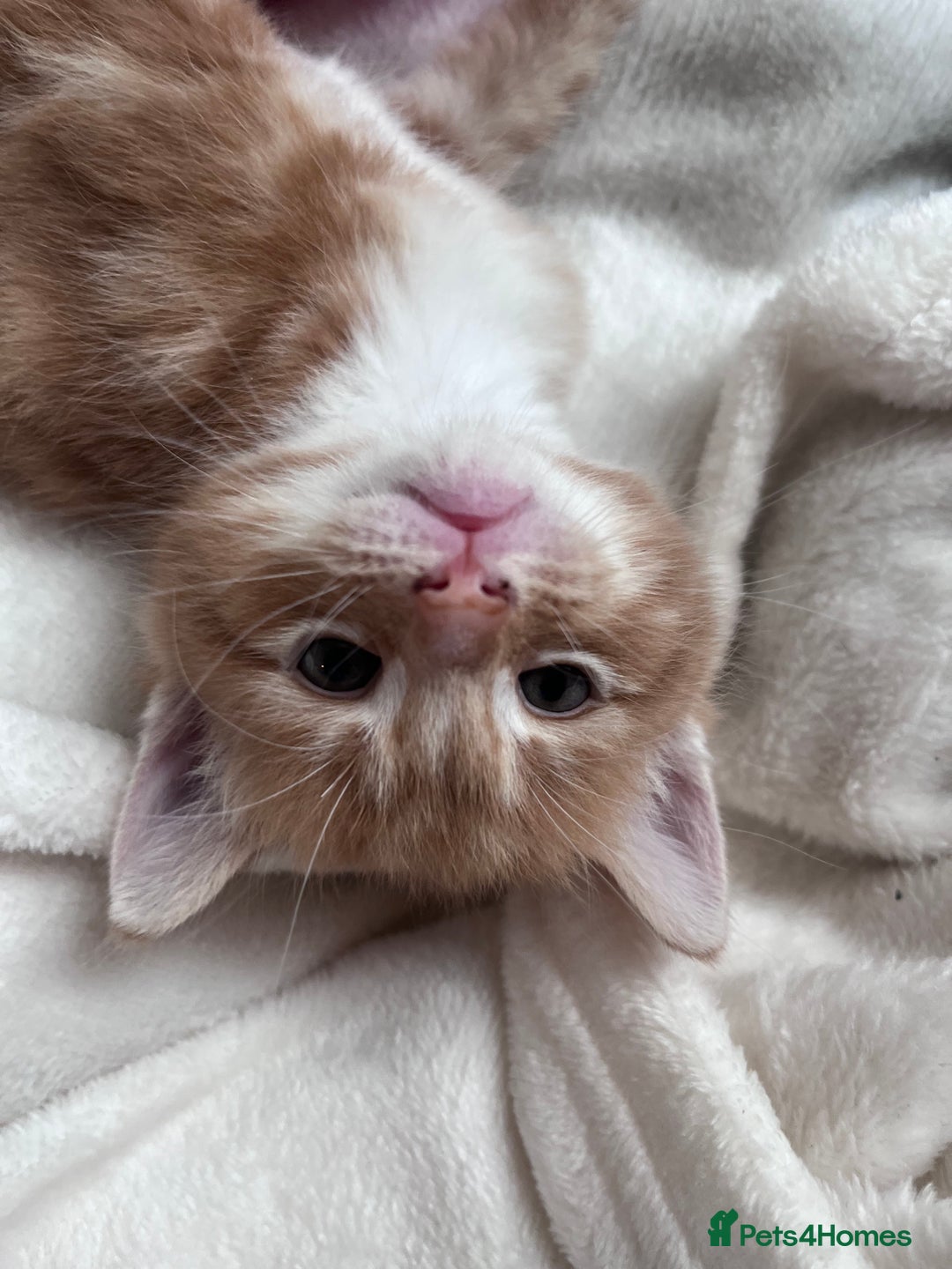 British Shorthair cats for sale: Beautiful little babies 💛 - Image 4