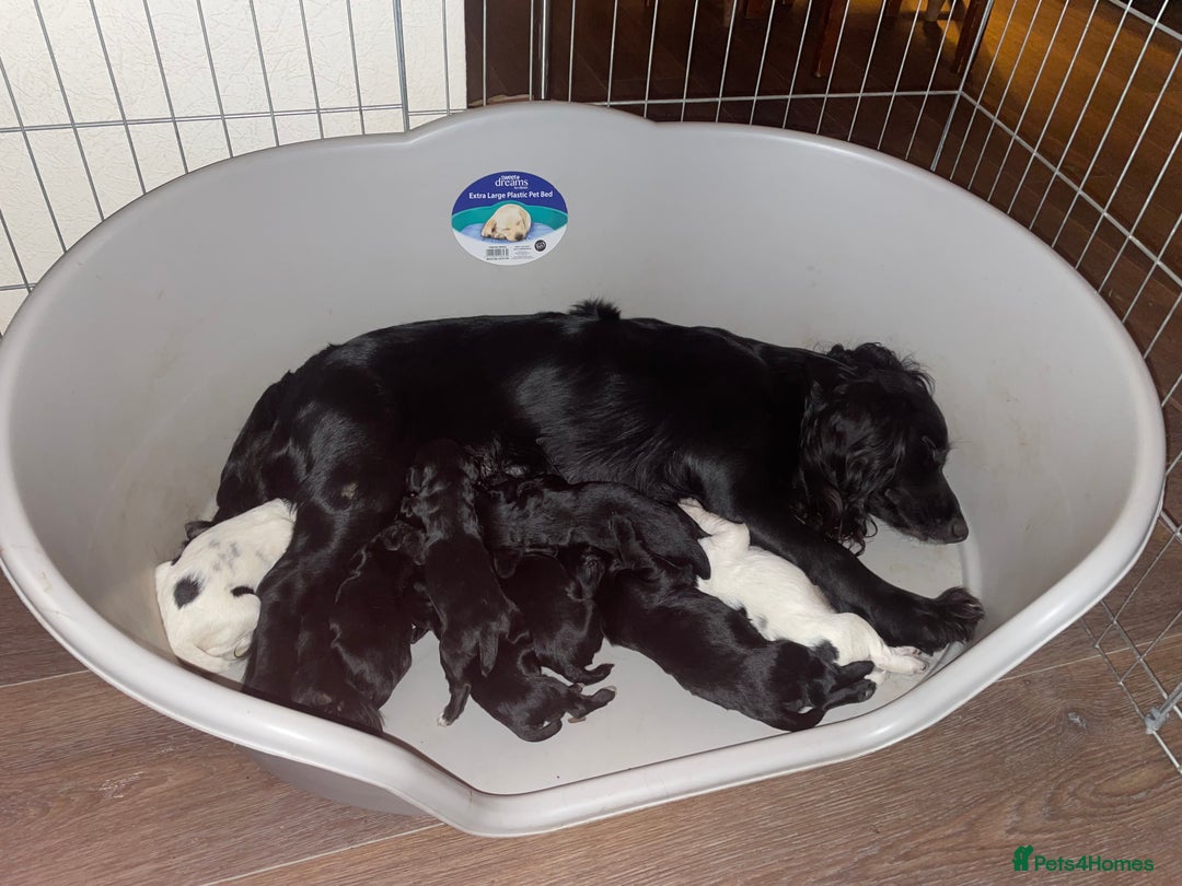 Cocker Spaniel dogs for sale: KC REG FIELD TRIAL SIRED COCKER SPANIEL PUPPIES  - Image 10