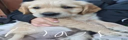 Golden Retriever dogs for sale: Golden retriever puppy's  - Advert 4