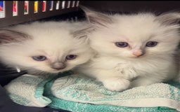 Ragdoll cats for sale: Adorable nice Ragdoll Kittens for sale - Image 6