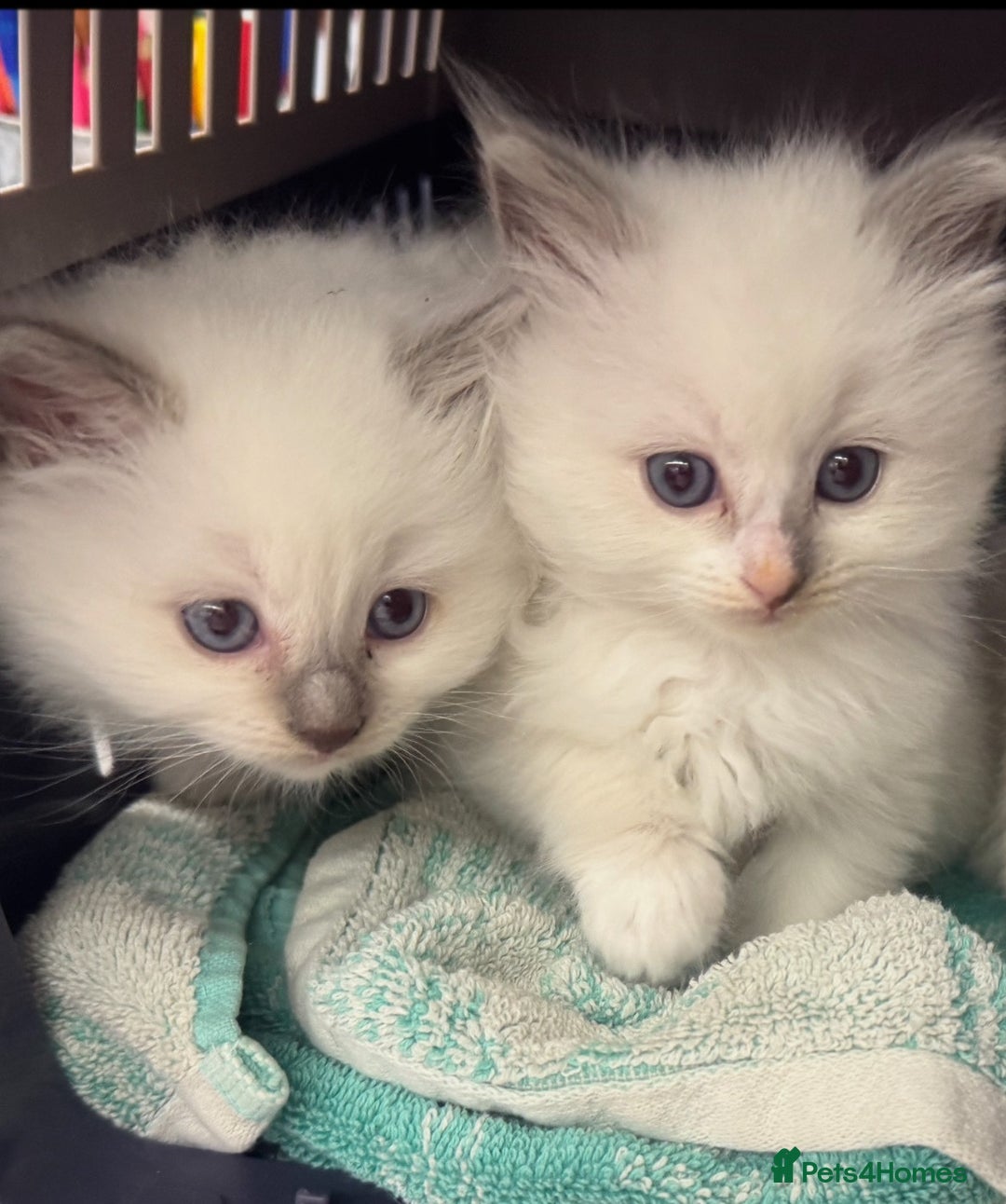 Ragdoll cats for sale: Adorable nice Ragdoll Kittens for sale - Image 6