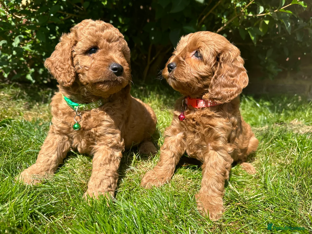 Toy Poodle dogs for stud: Health tested toy poodle for stud only  in Wisbech - Advert 10