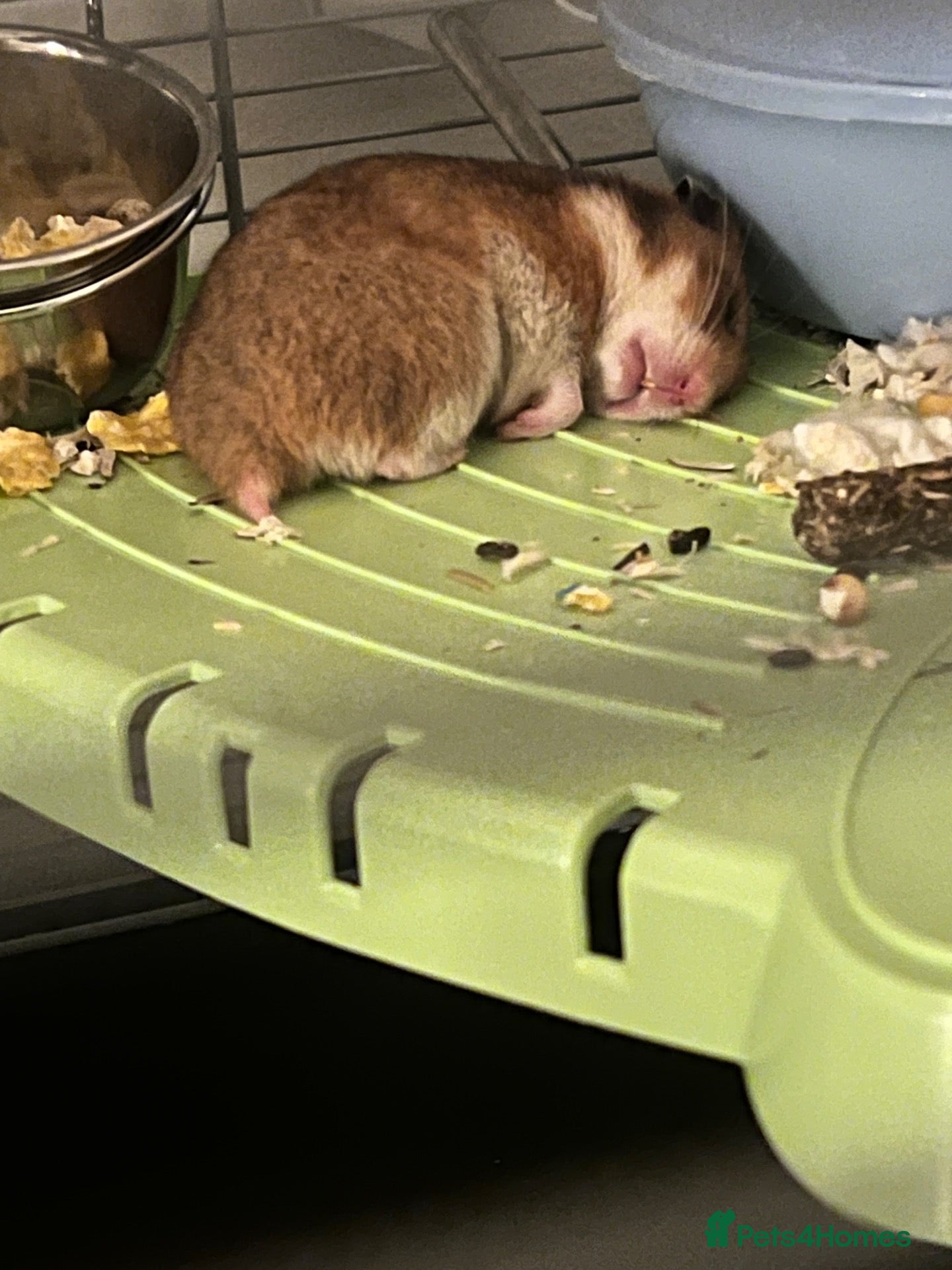 Hamster rodents Hamster looking for a new home.  - Advert 1