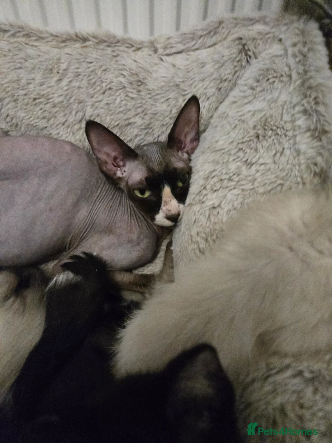 Mixed Breed cats for sale: Ready for new slaves beautiful sphynx babies. - Advert 19