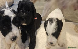 Cavapoo dogs for sale: My Beautiful  girl has had her 1st and only litter - Image 6