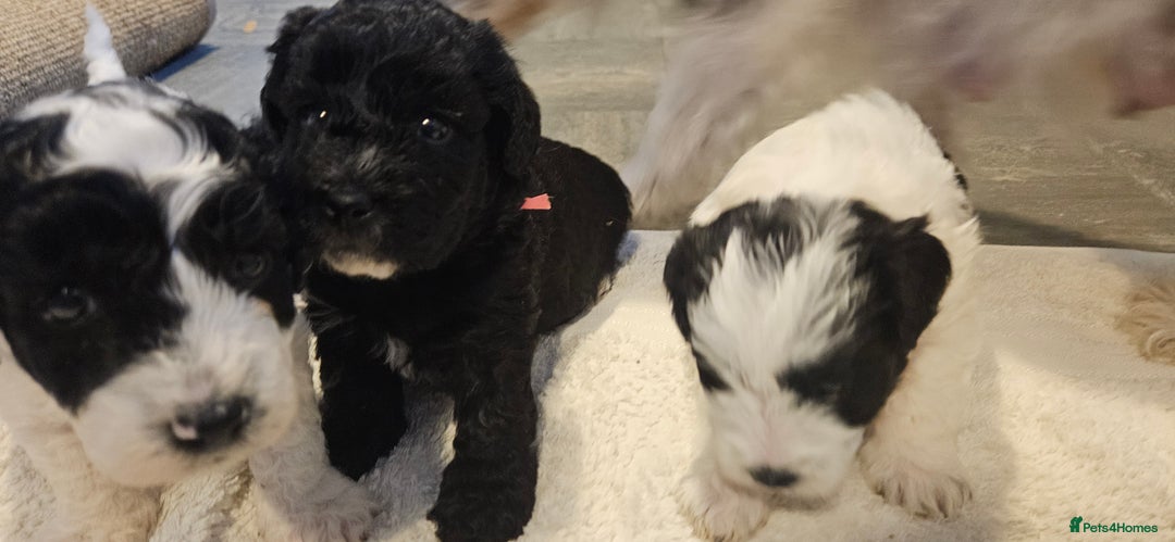Cavapoo dogs for sale: My Beautiful  girl has had her 1st and only litter - Image 6