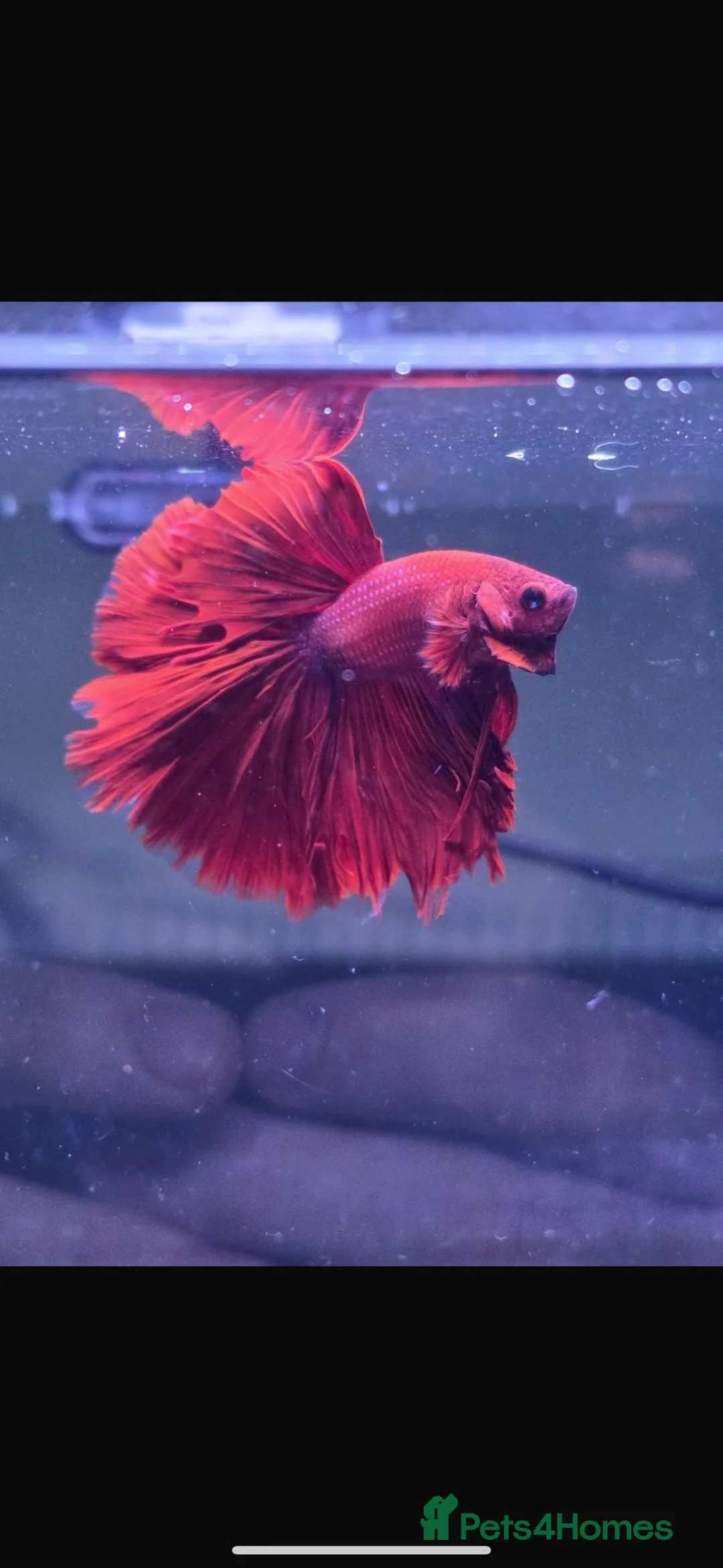 Bettas fish for sale: Bettas / tropical fish  in Altrincham - Advert 1