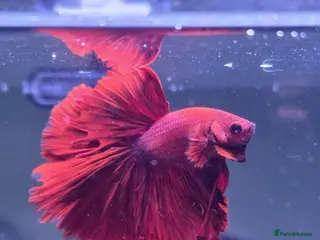 Bettas fish Bettas / tropical fish - Advert 2