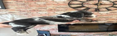 Cocker Spaniel 3
