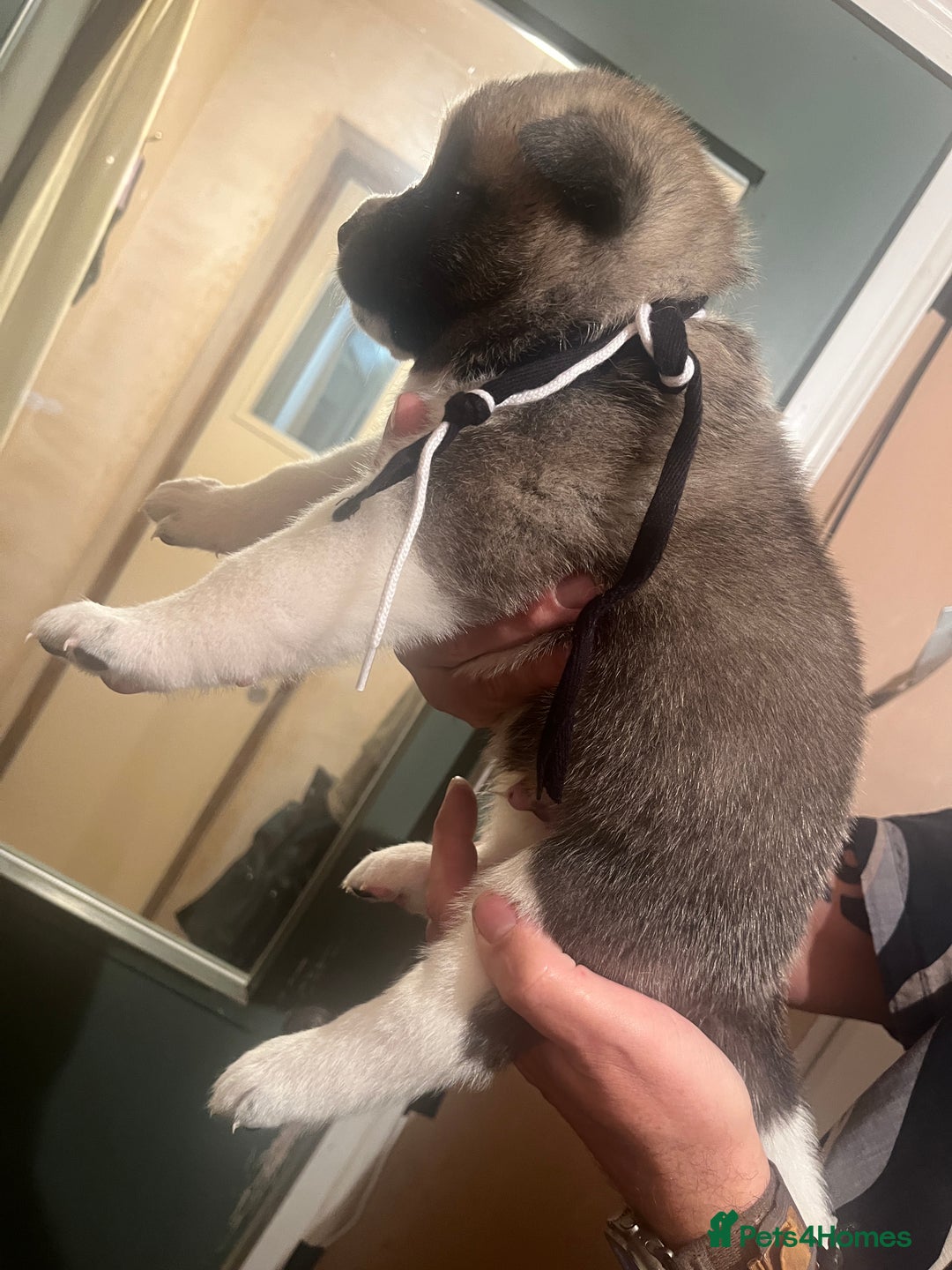 Akita dogs for sale:  Pure Bear-faced American Akita puppies - Image 14