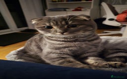 Scottish Fold cats for sale: Scottish Fold Indoor Kitten  in Skelmersdale - Image 2