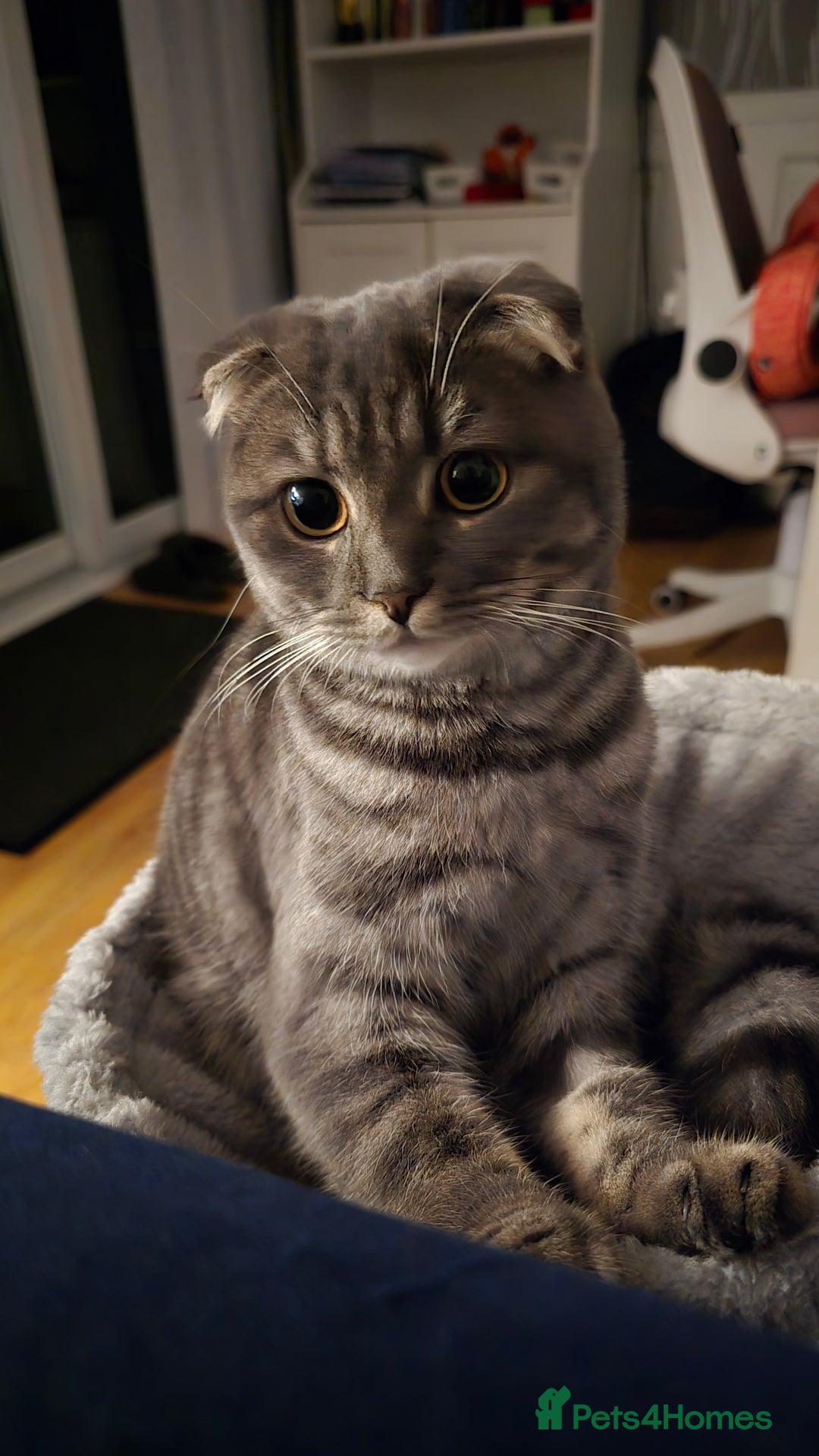 Scottish Fold cats for sale: Scottish Fold Indoor Kitten  in Skelmersdale - Image 2
