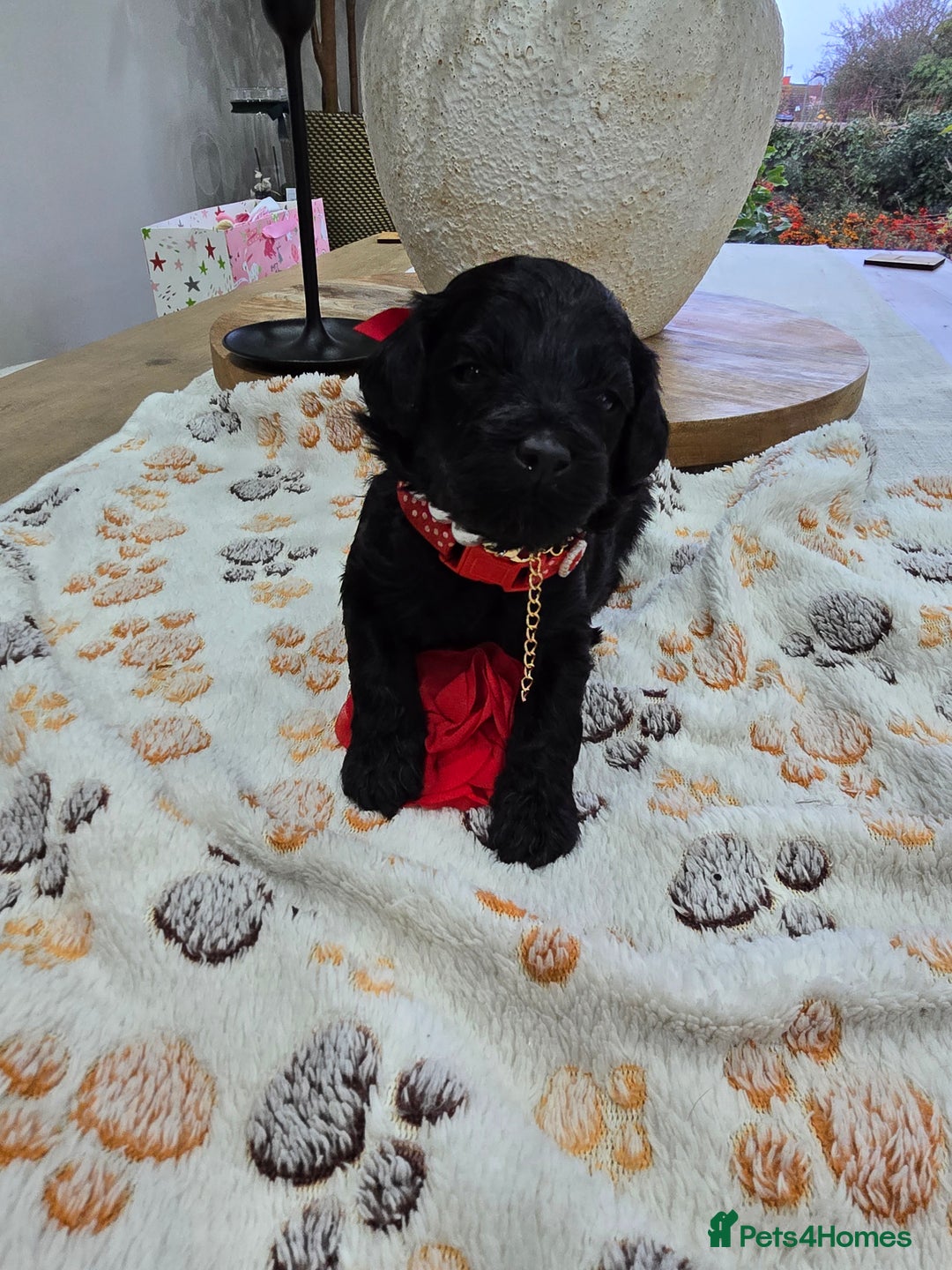 Cavapoo dogs for sale: Beautiful fully health tested cavapoo puppies  - Advert 2