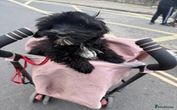 Mixed Breed dogs for sale: Millie 11month old yorkie x cockapoo - Image 3