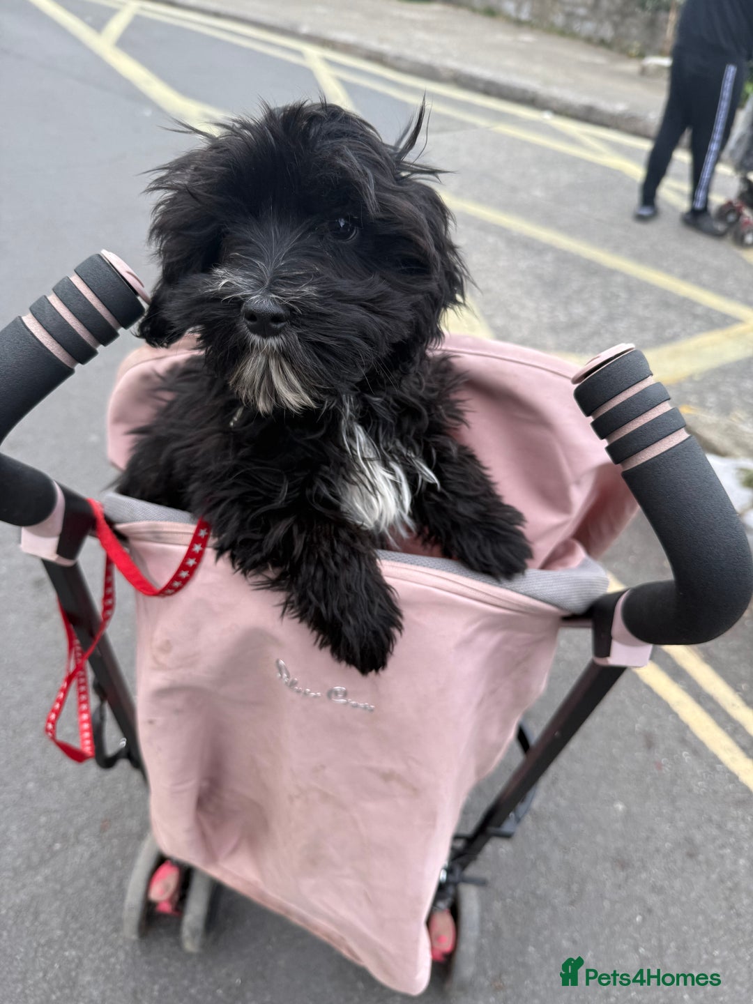 Mixed Breed dogs for sale: Millie 11month old yorkie x cockapoo - Image 3