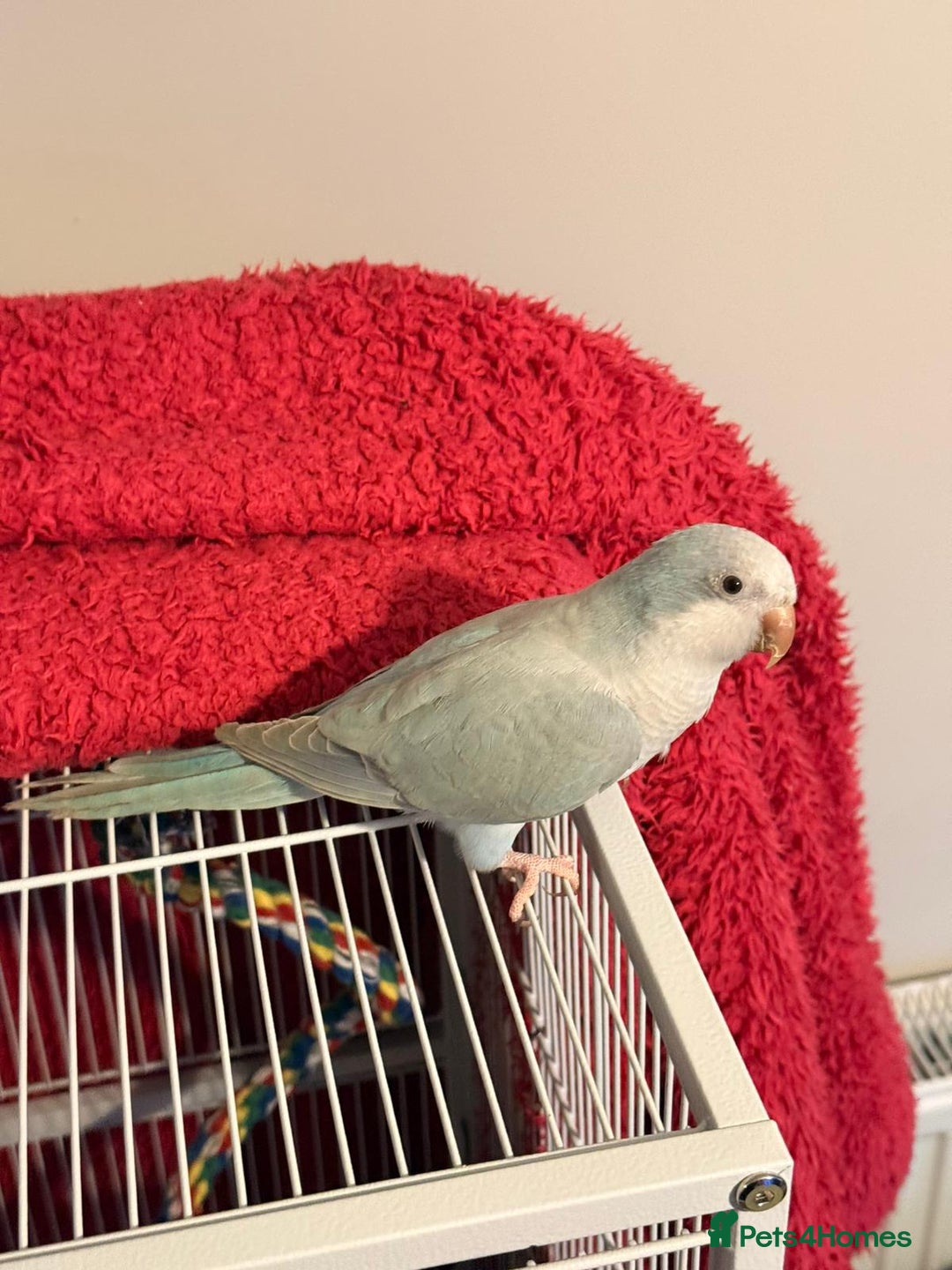 Parrots birds for sale: Light blue female quaker parrot - Advert 2