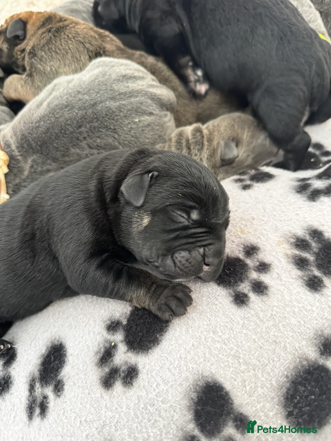 Cane Corso dogs for sale: Quality cane corso puppies - limited available  - Advert 29
