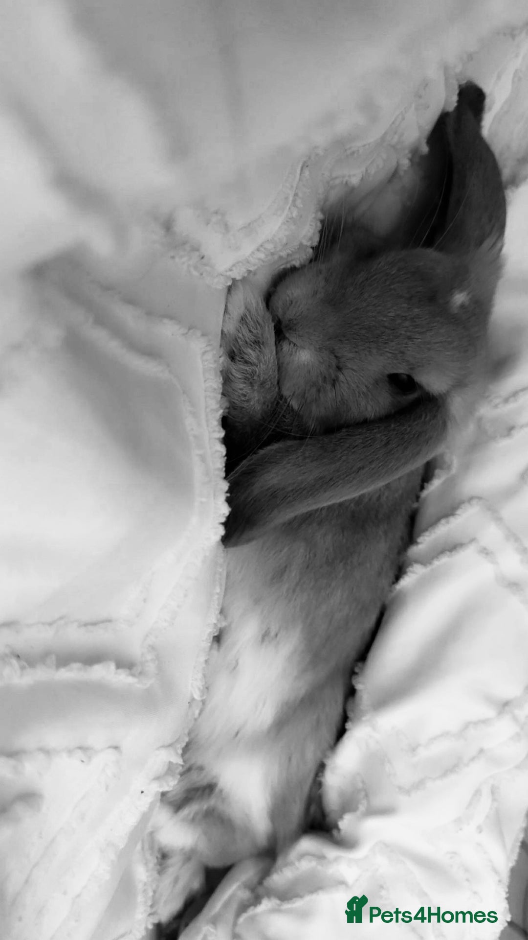 Mini Lop rabbits for sale: Mini lop female  - Image 1