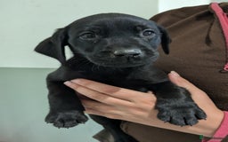 Labrador Retriever dogs for sale: FULLY HEALTH TESTED PARENTS,Smart,Tidy Lab Puppies - Image 11