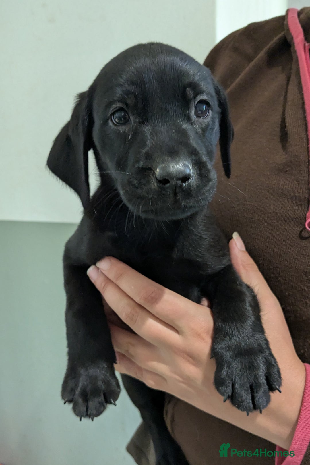 Labrador Retriever dogs for sale: FULLY HEALTH TESTED PARENTS,Smart,Tidy Lab Puppies - Image 11