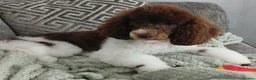 Toy Poodle dogs for stud: 🐩Health Tested, Parti Toy Poodle *STUD*🐩 - Advert 3