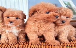 Mixed Breed dogs for sale: STUNNING F1 toy cairn-oodle pups TINY & rare  - Image 10