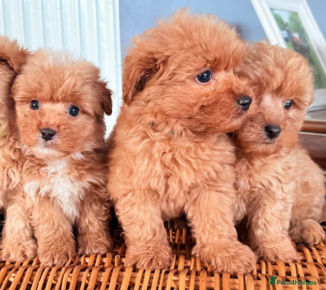 Mixed Breed dogs for sale: STUNNING F1 toy cairn-oodle pups TINY & rare  - Image 10