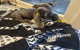 Staffordshire Bull Terrier dogs for sale: Blue Staffordshire bull terrier puppies  - Image 14