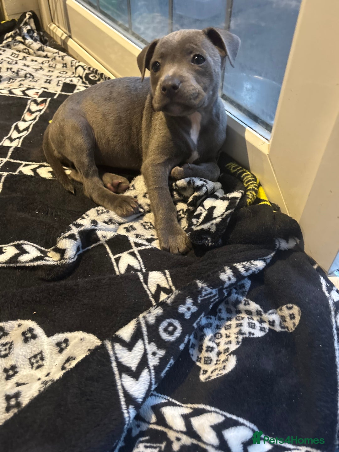 Staffordshire Bull Terrier dogs for sale: Blue Staffordshire bull terrier puppies  - Image 14
