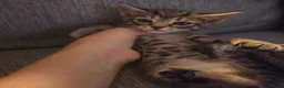 Bengal cats for sale: Bengal kittens in Macclesfield - Advert 11