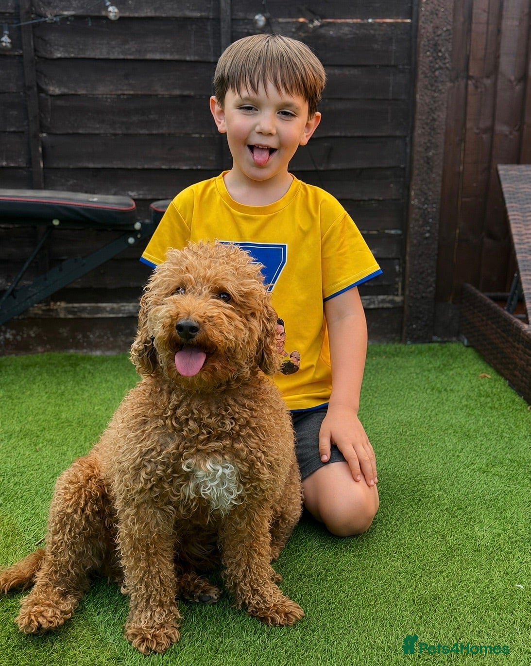 Cockapoo dogs Gizmo fo Stud - Worcester  - Advert 1