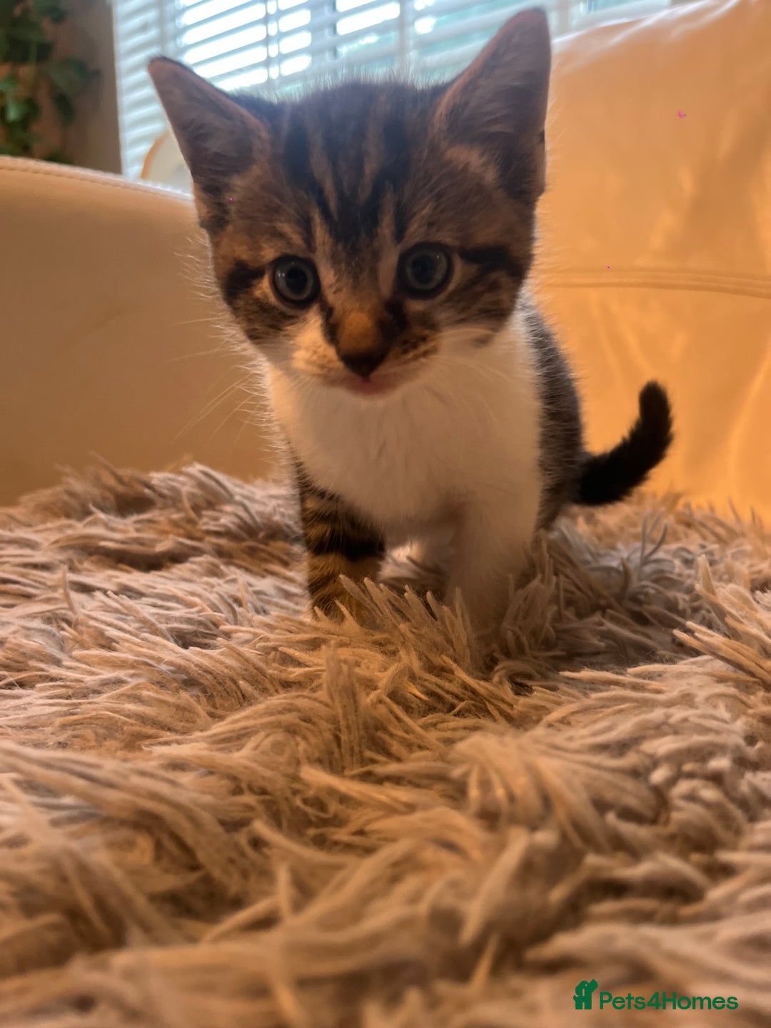 Mixed Breed cats for sale: 3 Beutiful babies  - Advert 11