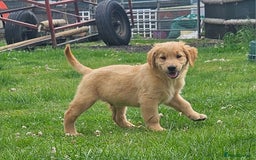 Golden Retriever dogs for sale: Golden retriever pups - Image 5