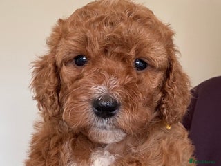 Cockapoo dogs - Advert 2