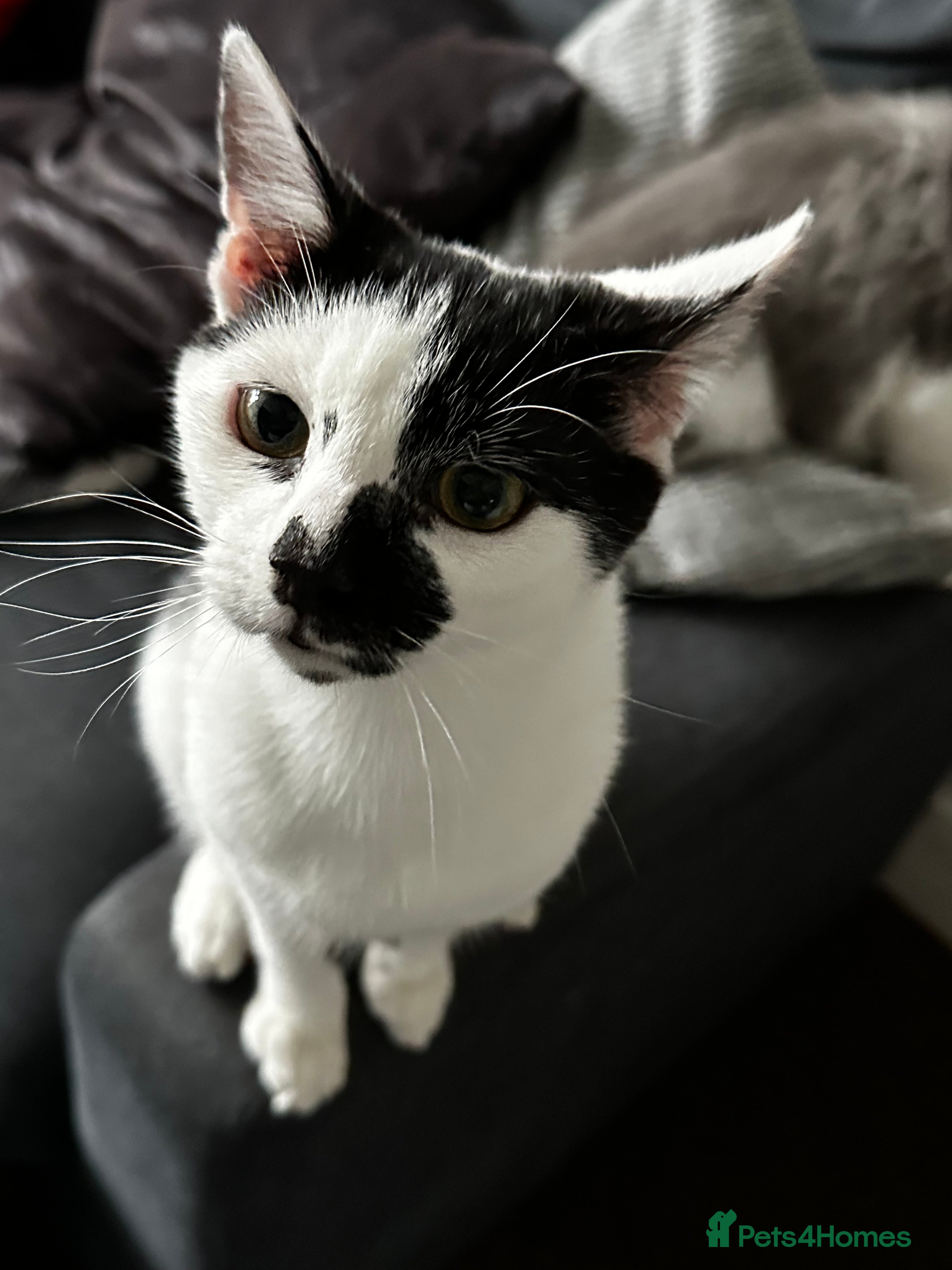 Mixed Breed cats Rehoming our loving cat Ghost - Advert 1