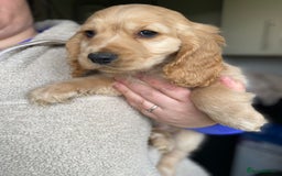 Cocker Spaniel dogs for sale: My pups🐾 fection show type cocker spaniel  - Advert 3