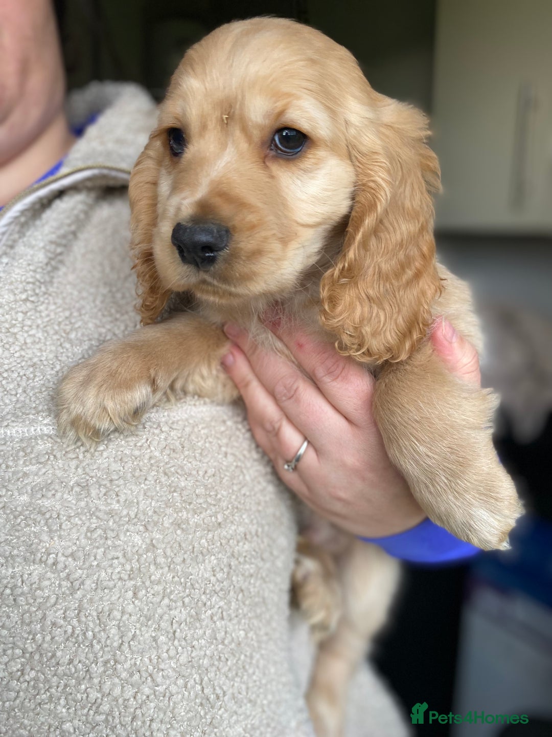 Cocker Spaniel dogs for sale: My pups🐾 fection show type cocker spaniel  - Advert 3