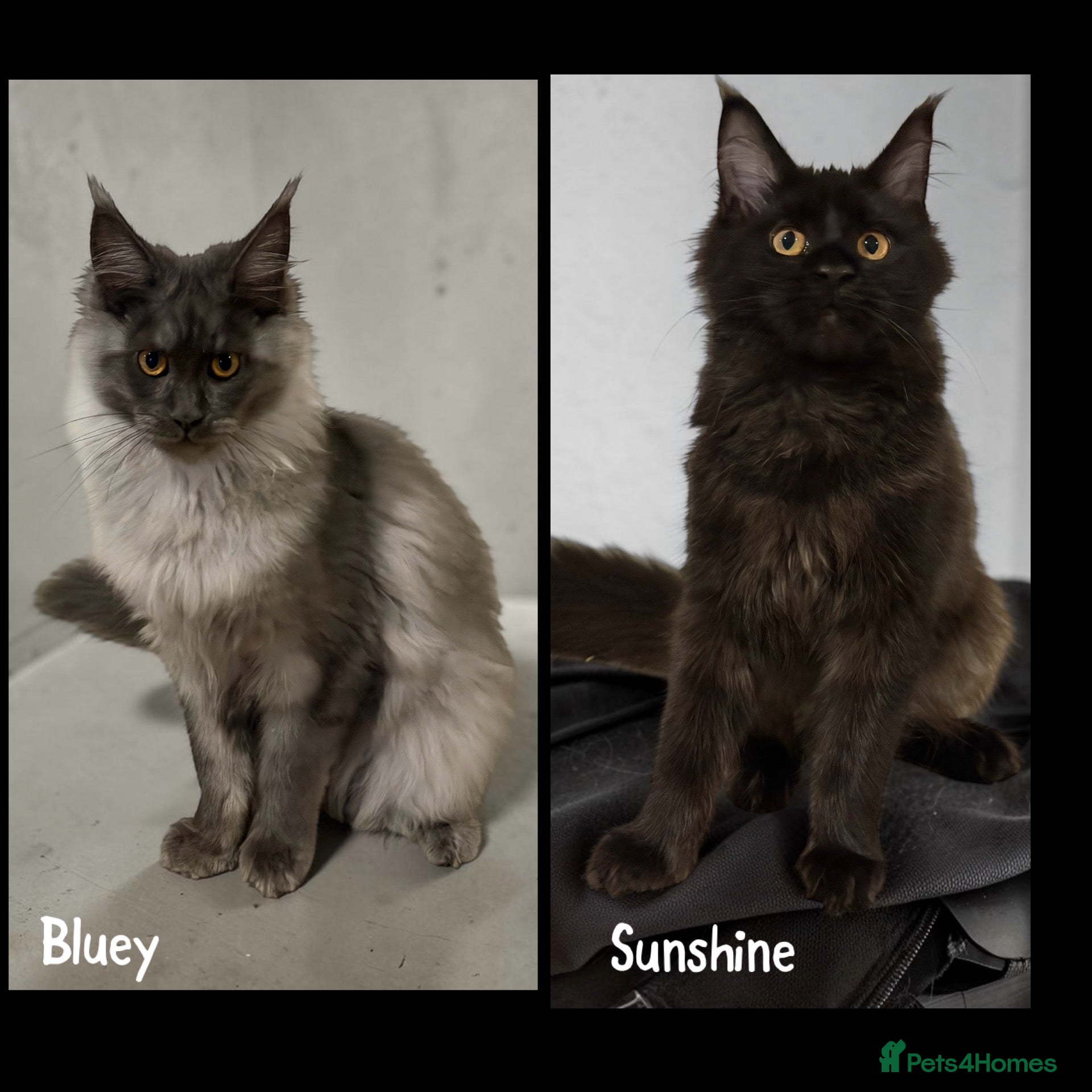 Maine Coon cats TICCA Registered Mainecoon Kittens (PetOnly) - Advert 1