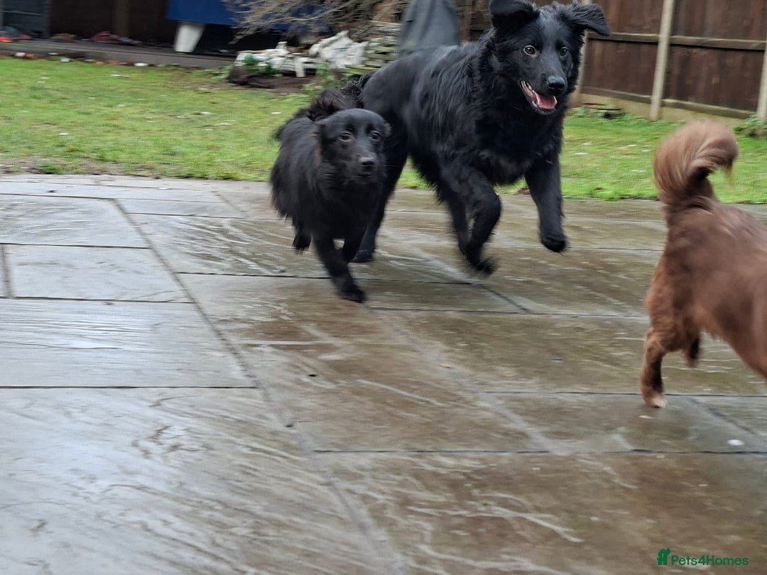 Mixed Breed dogs for adoption: June - north Walsham Norfolk  - Advert 8