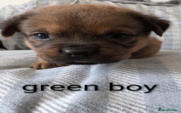 Mixed Breed dogs for sale: 7 stunning rottweiler puppies - Image 3